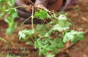 01-La-plante-l’uropathie