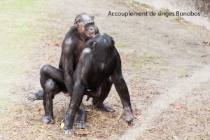 02-Bonobos
