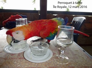 63-perroquet